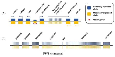 dna replication timing in prader willi region